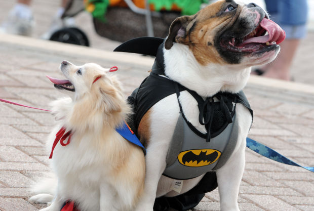Animal shots of the week